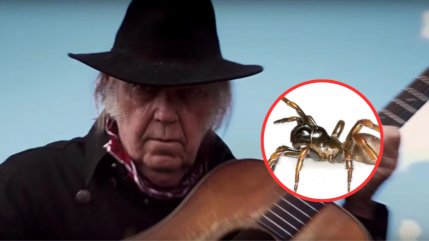 Neil Young : Quand une esp&egrave;ce d'araign&eacute;e porte son nom ! D&eacute;couvrez l'histoire compl&egrave;te
