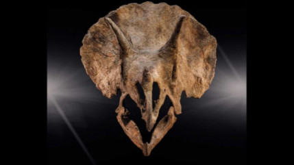 Quand le rock rencontre la pr&eacute;histoire : un Triceratops nomm&eacute; &ldquo;Ozzy&rdquo;